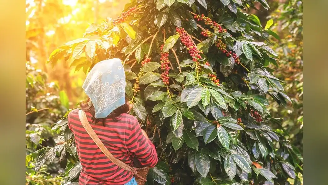 14-must-visit-robusta-coffee-farms-1