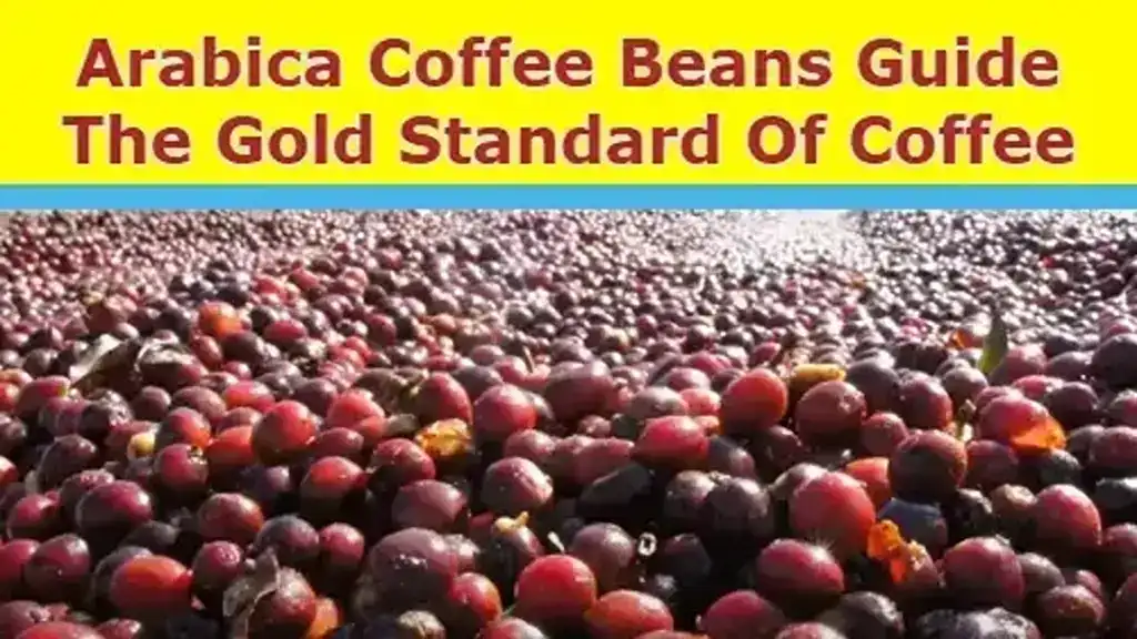 Arabica Coffee Beans Guide the Gold Standard of Coffee Featured Image