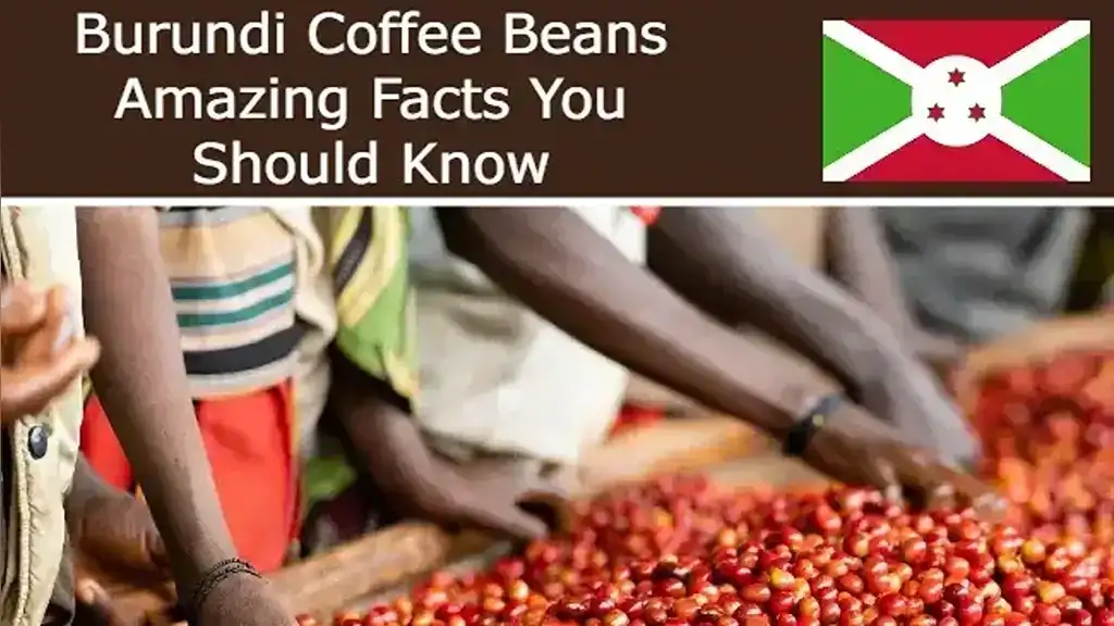Discover Burundi Coffee Beans Unique Flavors
