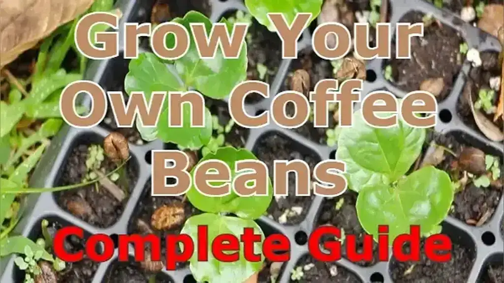 Growing Coffee Beans at Home: A Step-by-Step tutorial