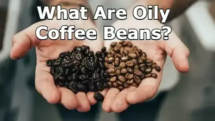 What Are Oily Coffee Beans