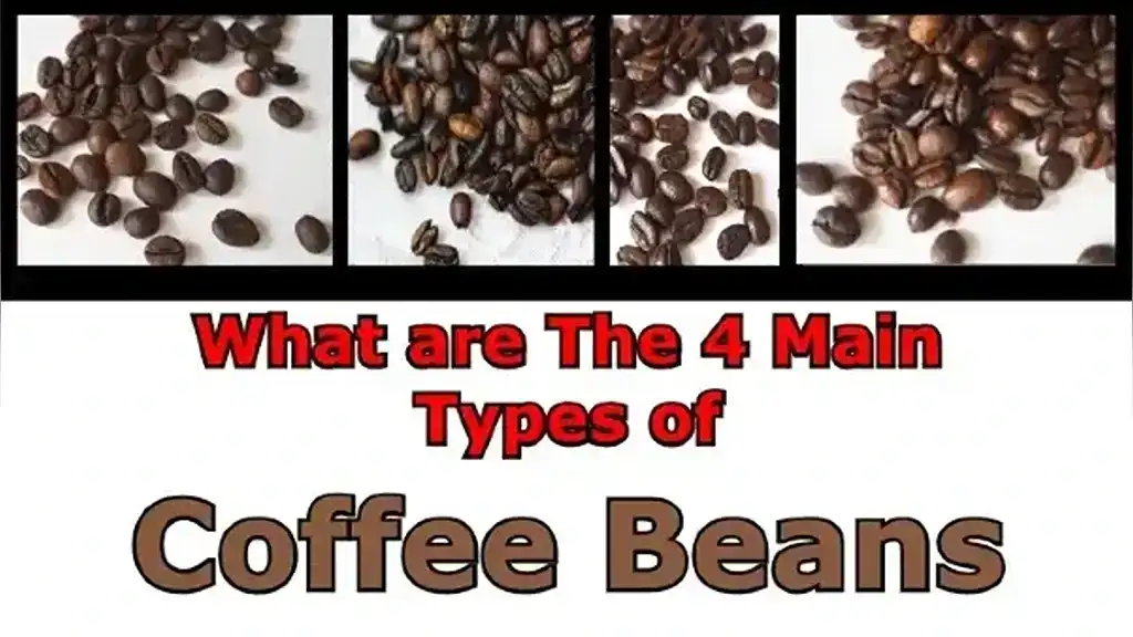 What are the 4 Main Types of Coffee Beans?