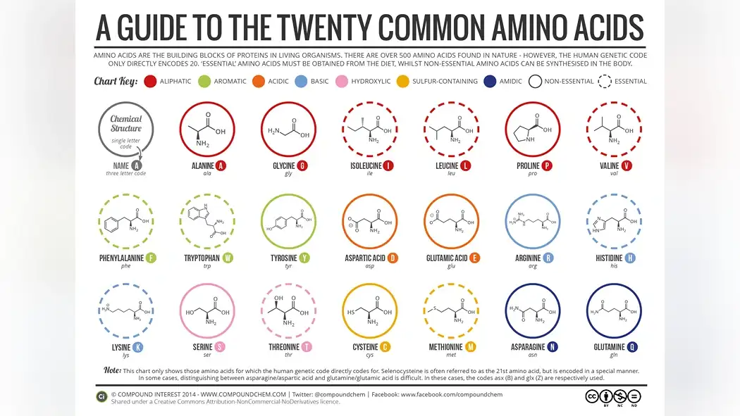 amino-acids-and-their-impact-on-coffee-flavor-1