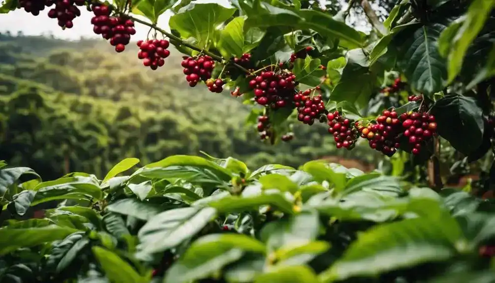 arabica coffee market analysis