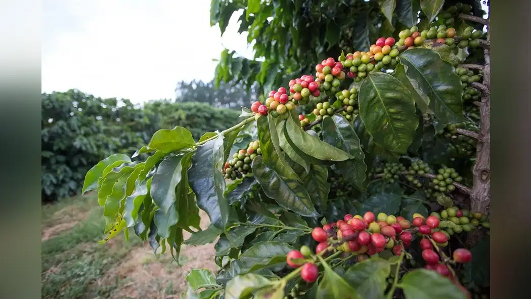 brazilian-coffee-and-its-regional-acidity-variations-1