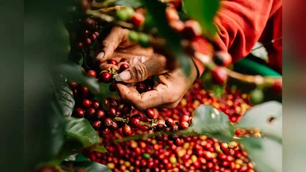 chemical-control-in-robusta-coffee-farming-pros-cons-and-environmental-considerations-1