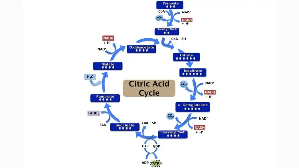 citrate-unveiling-its-significance-in-coffee-acidity-1