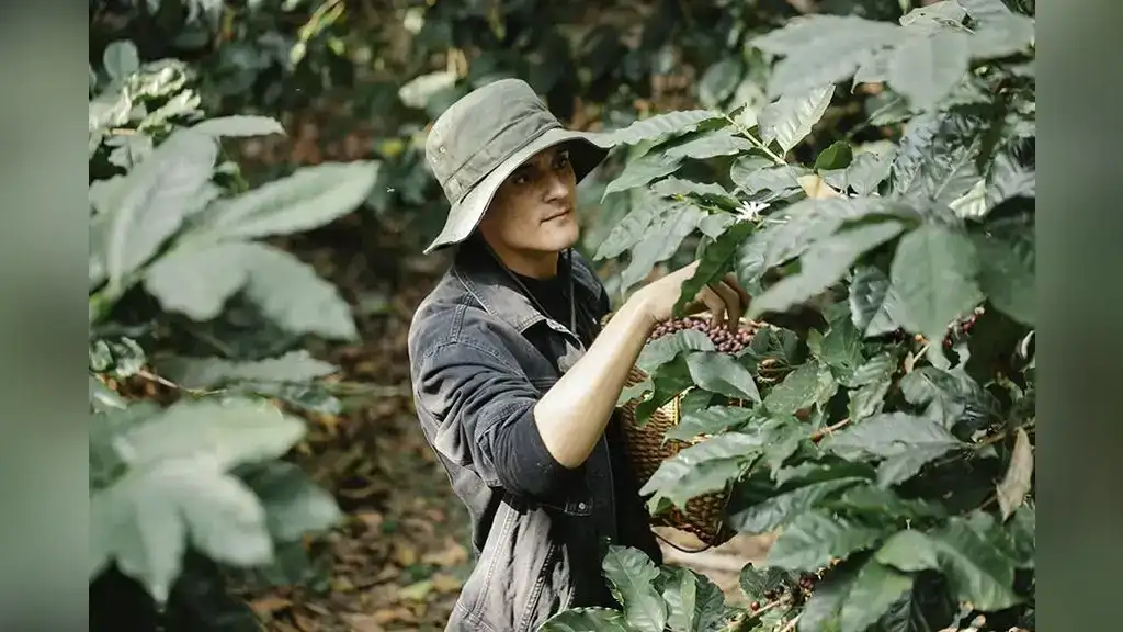 Manual Picking Vs. Mechanical Coffee Harvesting: Weighing the Pros and Cons