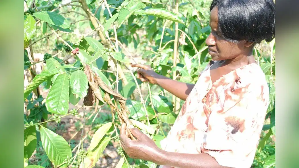 cultural-practices-for-robusta-coffee-pest-and-disease-prevention-1