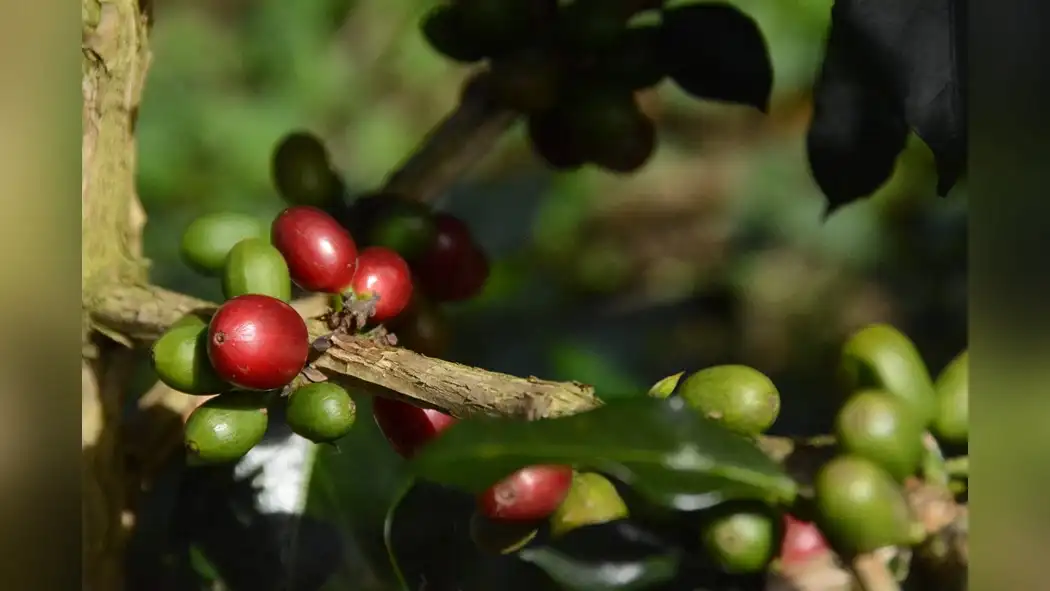 genetic-resistance-in-robusta-coffee-breeding-for-pest-and-disease-resilience-1