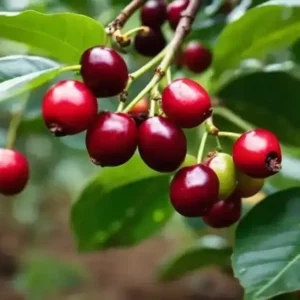 growing_robusta_coffee_beans-1