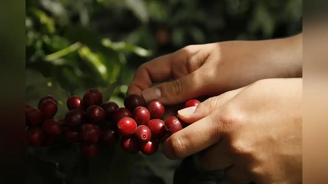 guatemalan-coffee-and-the-range-of-acidity-by-region-1
