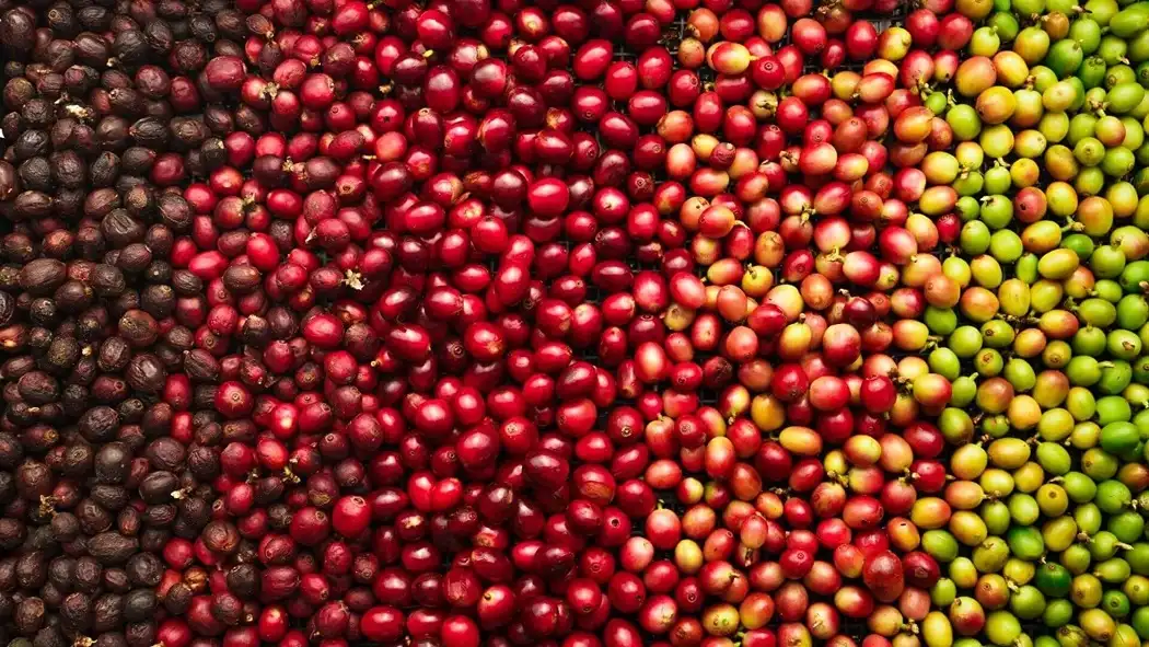 herbal-highlights-robusta-coffees-distinct-flavor-profile-1