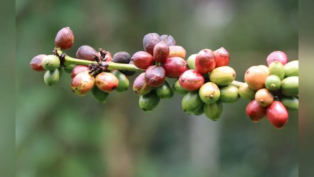 integrated-pest-management-ipm-for-sustainable-robusta-coffee-production-1