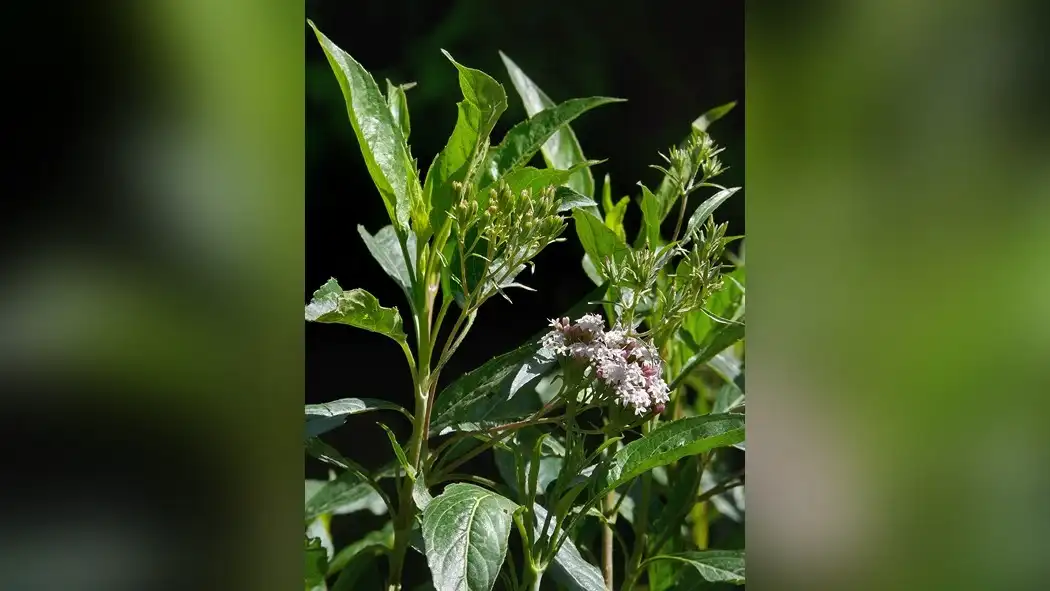 Maximizing Flavor: Stevia's Benefits for Cold Brew