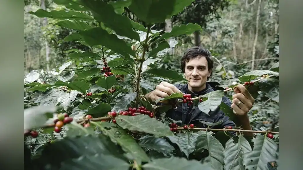Selective Coffee Harvesting Techniques: Quality Over Quantity