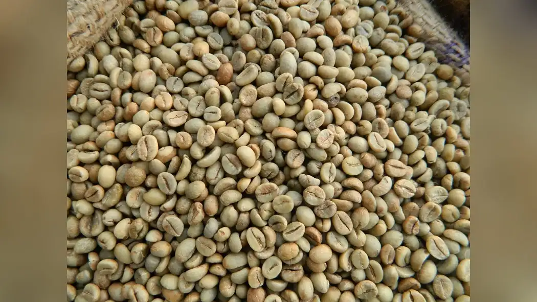 robusta-coffee-bean-polishing-a-guide-to-shine-1