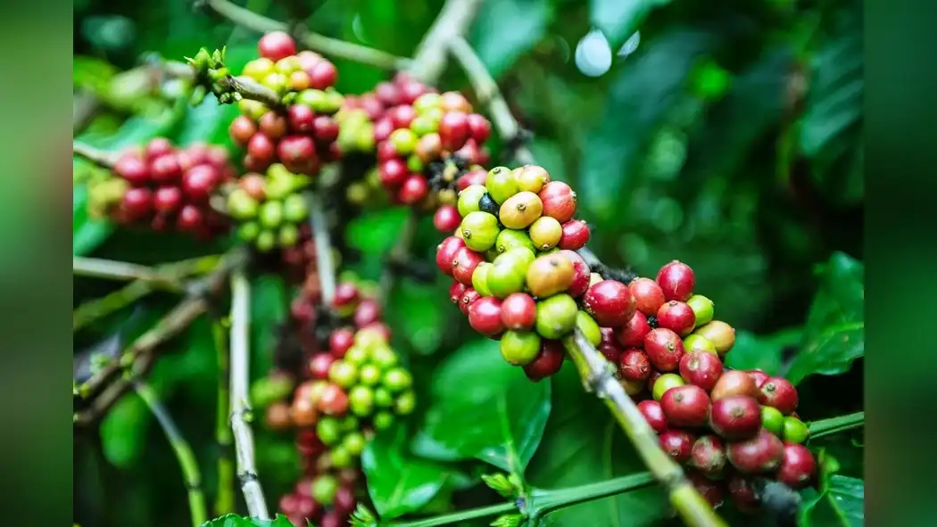 robusta-coffee-fertilization-and-nutrient-management-1