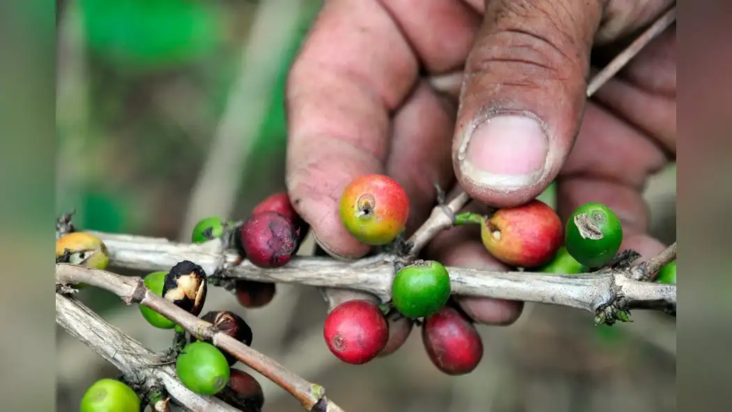 robusta-coffee-pest-control-strategies-to-defend-against-coffee-berry-borer-and-more-1