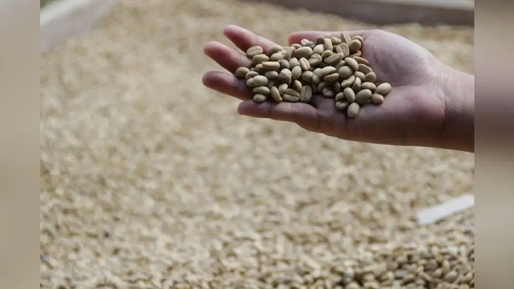 robusta-coffee-varieties-with-built-in-pest-and-disease-resistance-1
