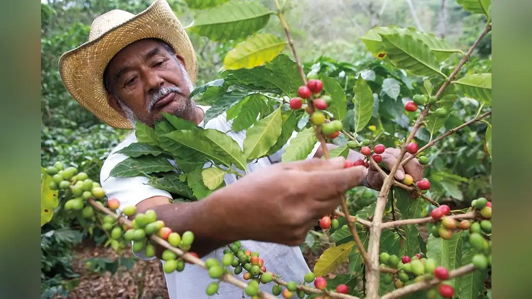 south-american-coffee-terroirs-and-acidity-characteristics-1