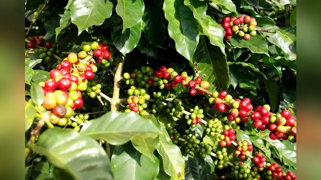 success-stories-case-studies-in-managing-robusta-coffee-pest-and-disease-resistance-1