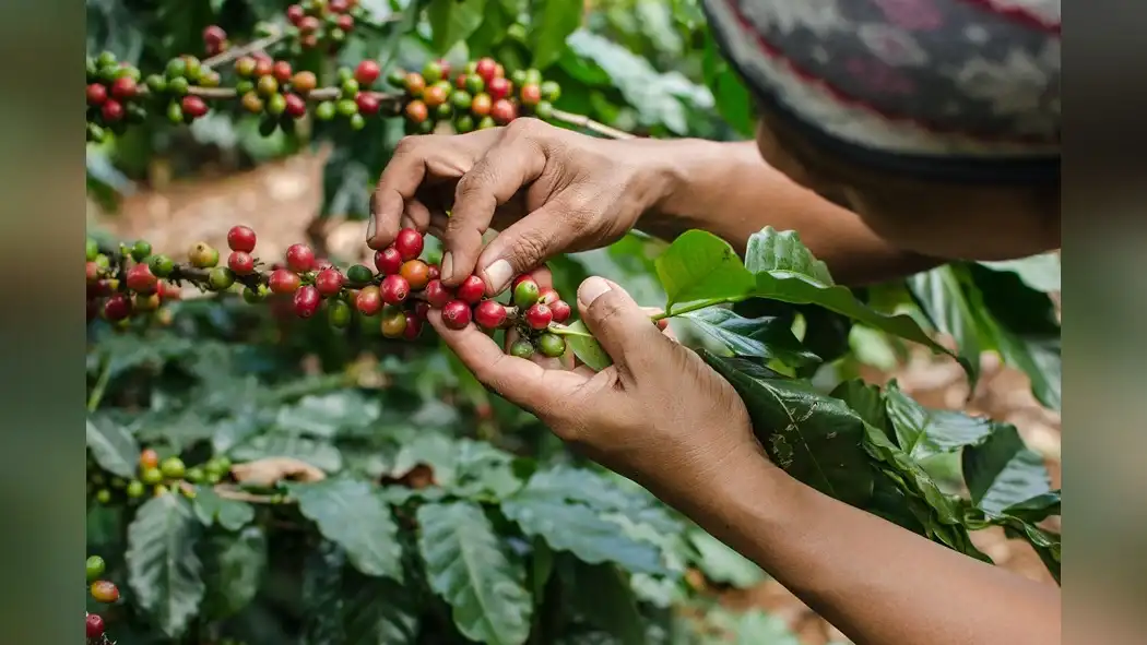 sustainability-in-robusta-coffee-processing-eco-friendly-practices-1