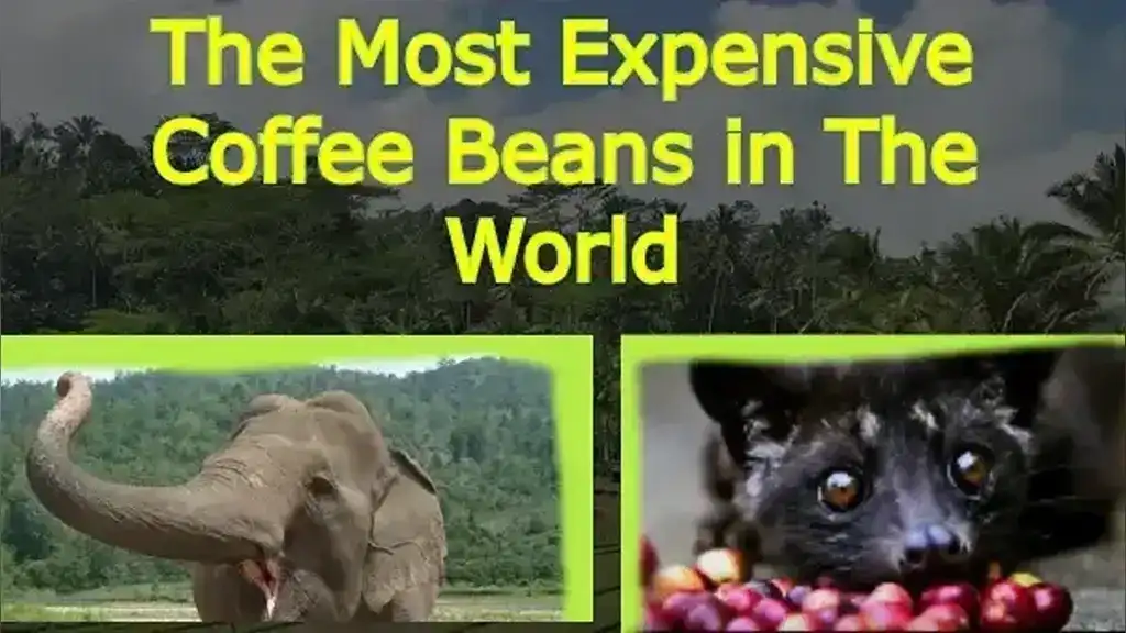 The Most Expensive Coffee Bean